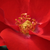 Roșu - Trandafir pentru straturi Floribunda - Fred Loads